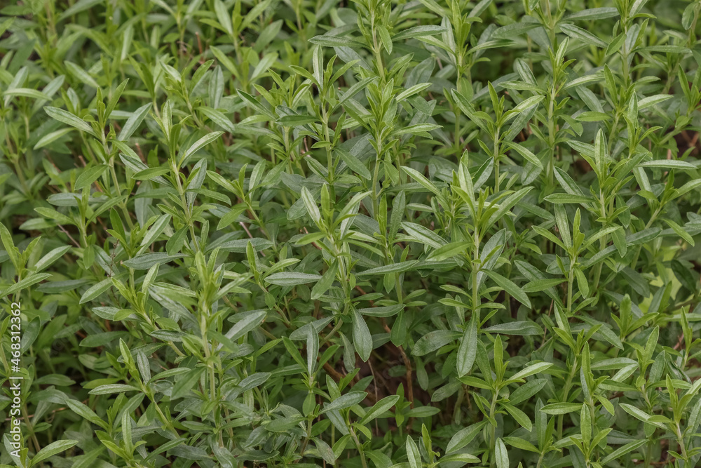 Fototapeta premium A spice plant mountain savory.