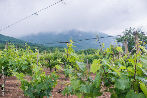 vineyard in mountains