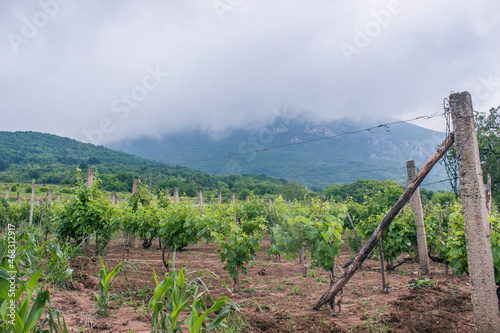 vineyard in mountains