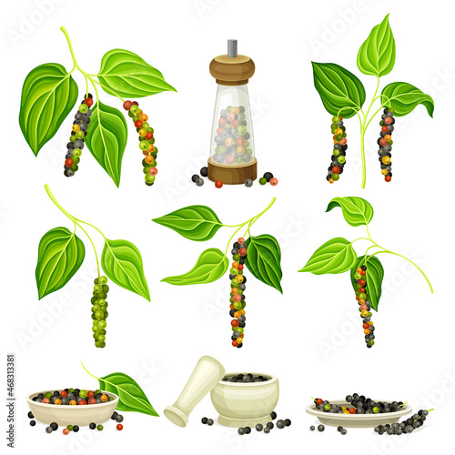 Black pepper plants with peppercorns set. Natural organic herb seasoning spice vector illustration
