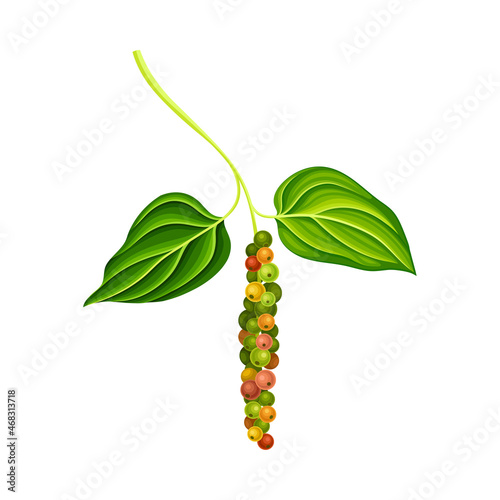 Black pepper plant. Natural organic herb spice design vector illustration