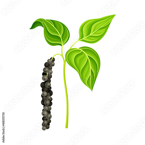 Black pepper plant. Natural organic herb spice design vector illustration
