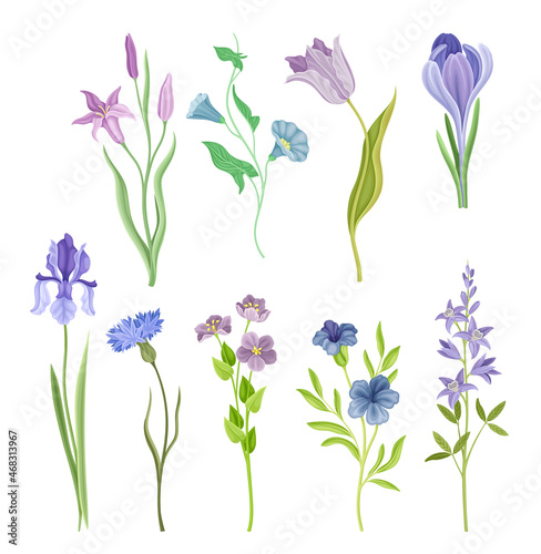 Blue and Purple Flower or Delicate Blossom on Leafy Stem Vector Set