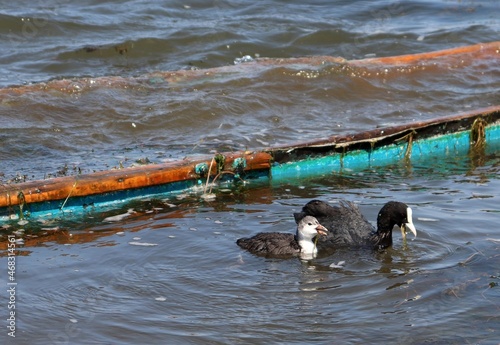Obraz na plátně Adult Eurasian coot (Fulica atra) with duckling swimming and eating