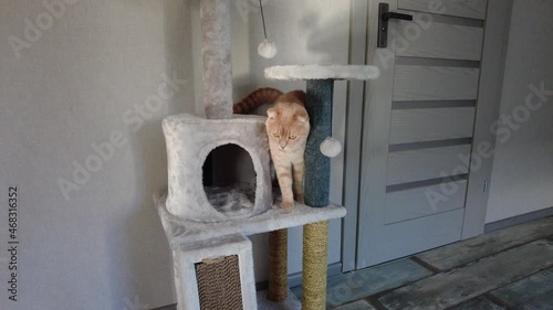 Cute funny cat playing on Furniture Scratching Deterrent Tree at home, Scratching Posts, love pet