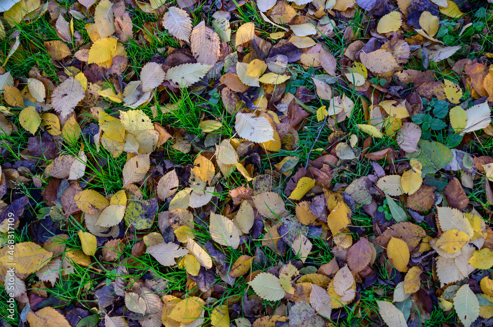 mixed autmun leaves in a forest in austria