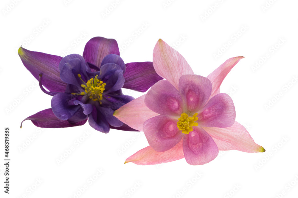 flower aquilegia isolated flower aquilegia isolated