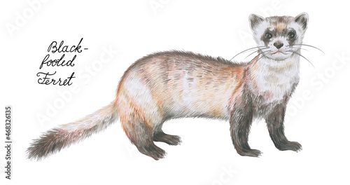 Black-footed ferret