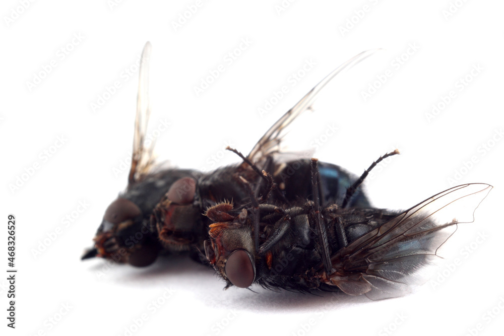 Obraz premium Dead flies