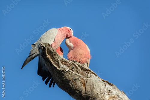 Galaha pair kissing, wild native birds isolated against the blue sky. Perched and preening male and female Eolophus roseicapilla.