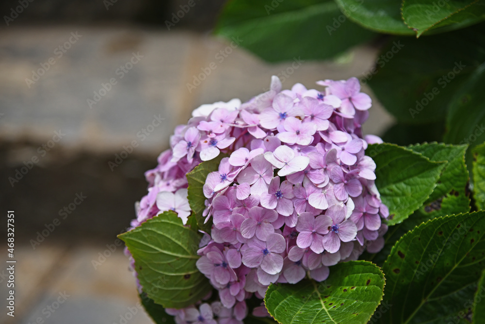 Pink hydrangea flower leaning over ancient stone steps Pink hydrangea flower leaning over ancient stone steps