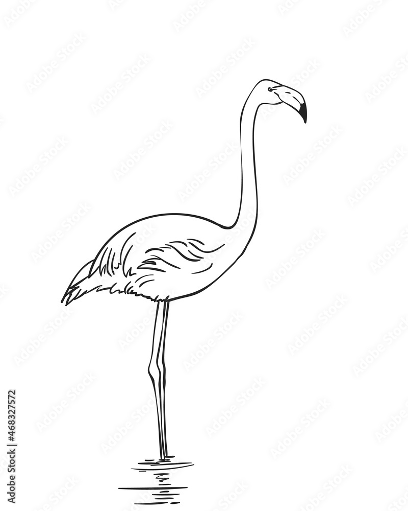 Fototapeta premium flamingo
