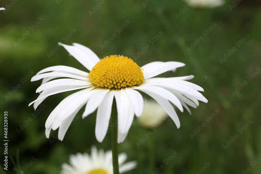 Obraz premium White chamomile