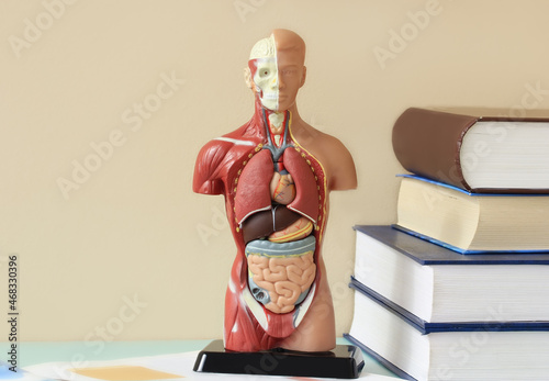 Anatomical model of the human body on the table in the office