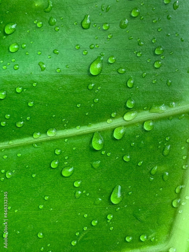 Drops of water on a green leaf