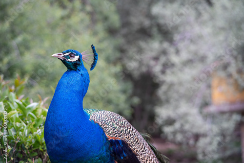 A proud peacock on top of a large granite stone.