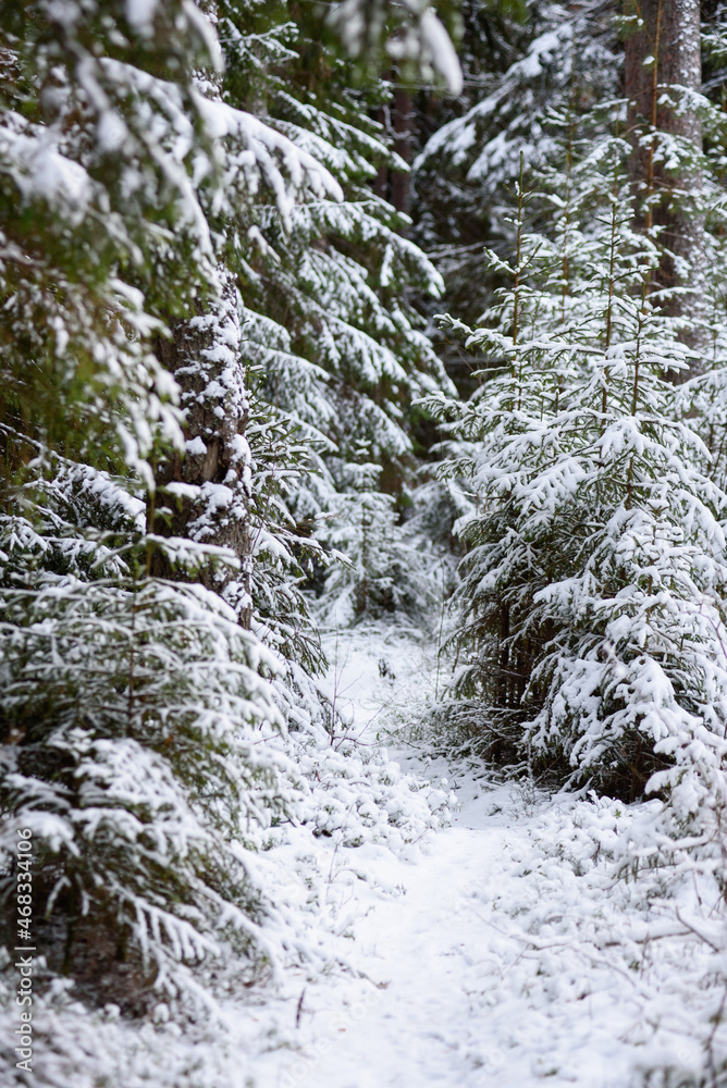 Coniferous forest after the first snowfall. Coniferous forest after the first snowfall.
