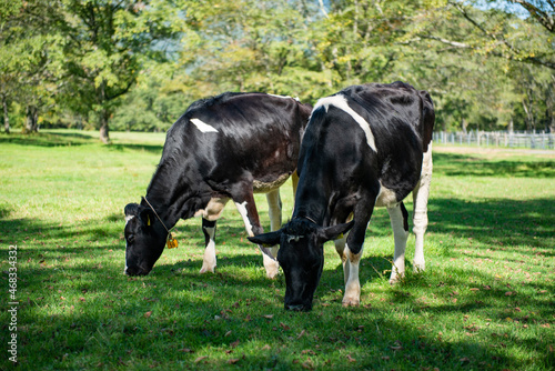 長野県戸隠牧場の放牧された乳牛 © nikomani