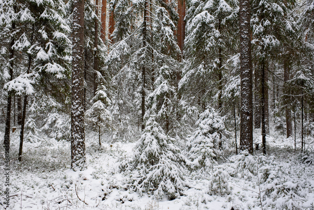 Fototapeta premium Coniferous forest after the first snowfall.