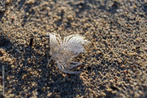 White feather with dew water drops on sand