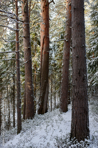 Coniferous forest after the first snowfall.