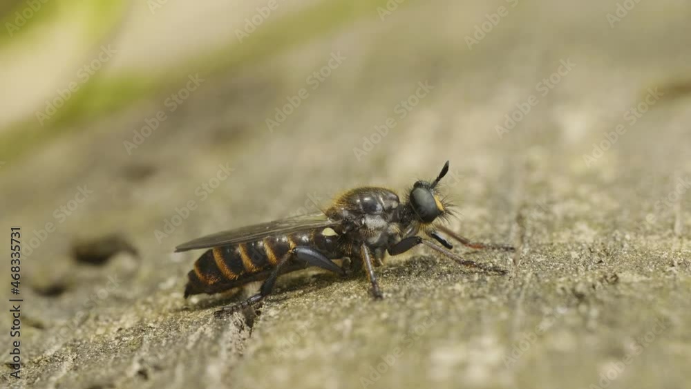 Oblong striped fly in the forest, summer day, macro Oblong striped fly in the forest, summer day, macro