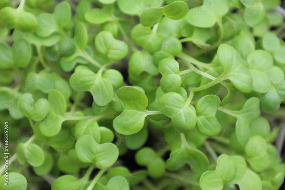 Bonn Germany July 2021 image-filling close-up of young growing mustard cress with juicy green colouring Bonn Germany July 2021 image-filling close-up of young growing mustard cress with juicy green colouring