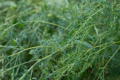 Blurred image of many allergic ragweed plants.