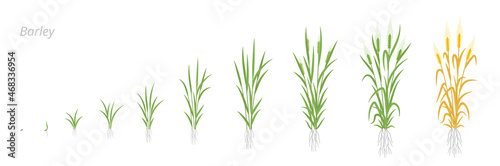 Barley plant growth stages development. Hordeum vulgare. Harvest progression. Ripening period.