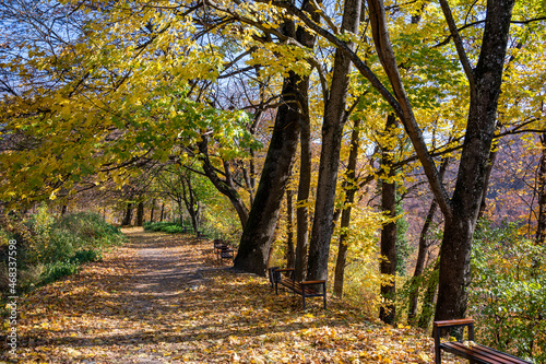  Autumn park with fallen yellow leaves on the pavement