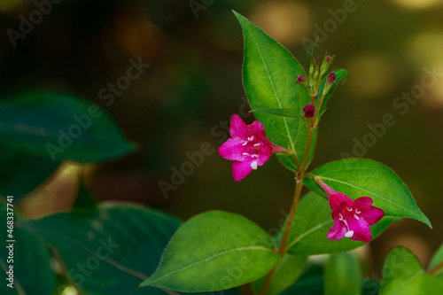 Flowering Weigela Bristol Ruby. Selective focus and close-up of beautiful bright pink weigela flowers against evergreen in ornamental garden. There is a place for text.