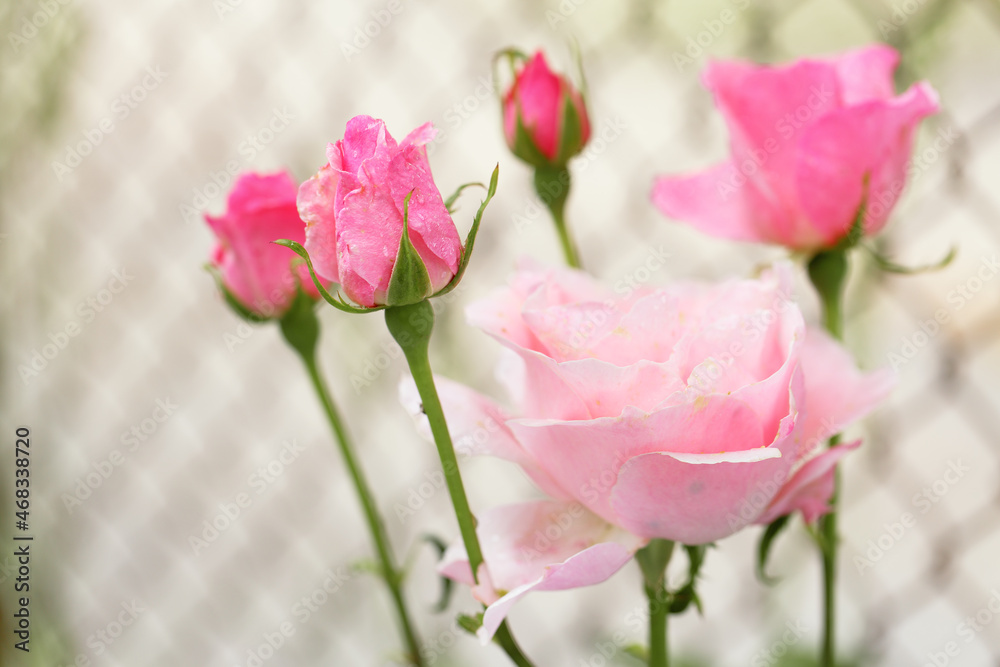 Close view of five pink roses in different stages of blooming in the backyard. Close view of five pink roses in different stages of blooming in the backyard.