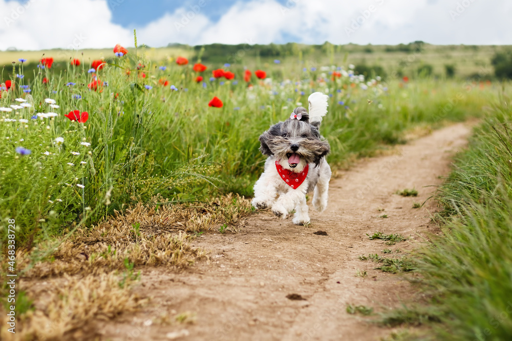 Cute,happy and joyful Bichon Havanese dog running and jumping on a pathway in between green glade on a bright sunny day Cute,happy and joyful Bichon Havanese dog running and jumping on a pathway in between green glade on a bright sunny day
