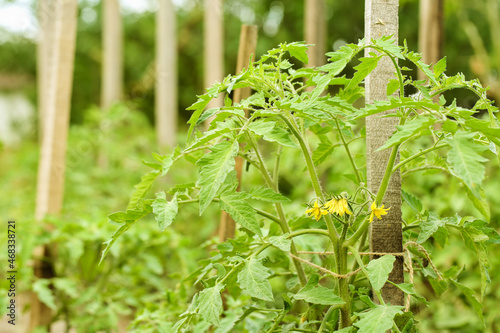 Young flowering tomato plants tied to wood supporting stakes with jute twine.