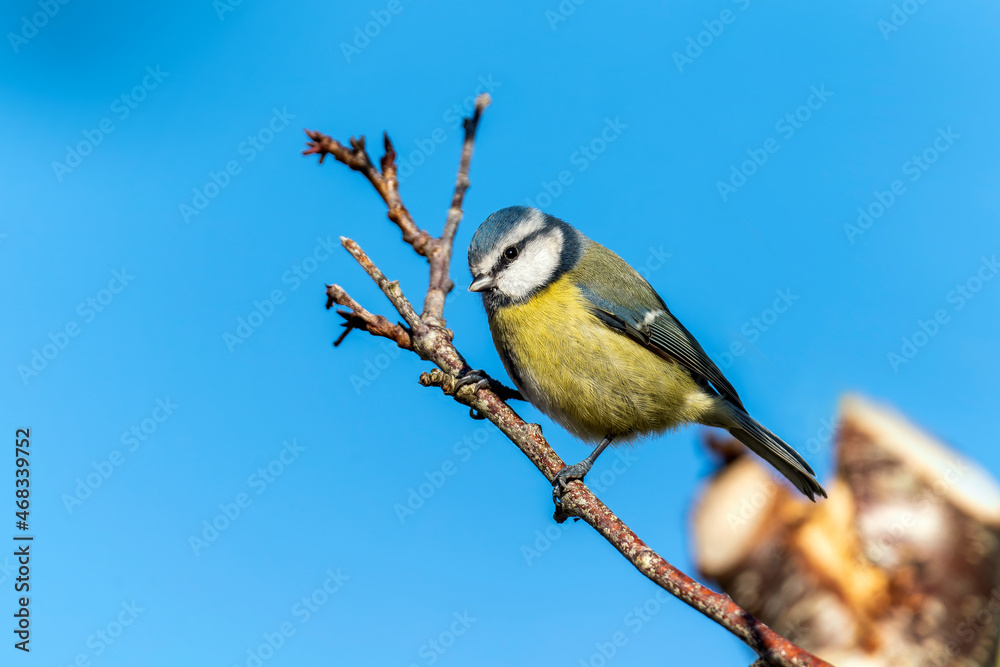 Blue tit (Cyanistes caeruleus) portrait image of an Eurasian bird perched on a tree branch which is a common small garden songbird found in the UK and Europe stock photo