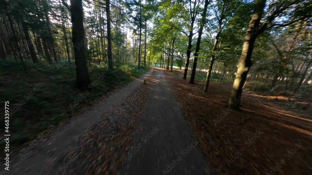 Forrest flying through fpv trees plants and green, old forrest aerial. foliage and green in autumn. Forrest flying through fpv trees plants and green, old forrest aerial. foliage and green in autumn.