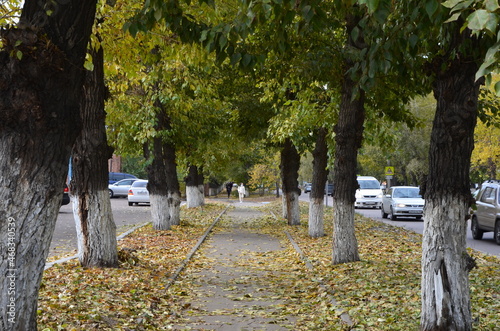 An alley with trees and girl in white