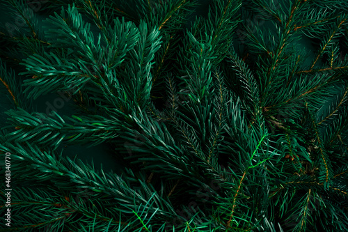 Christmas green background. Pine branches  needles and Christmas trees. View from above. Christmas nature background. December mood concept. Copy space.