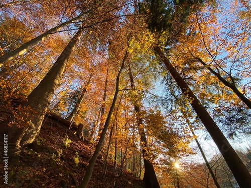 autumn in the forest