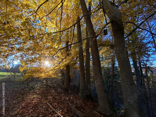 autumn in the forest
