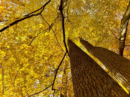 autumn in the park
