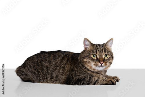 Portrait of beautiful grey-brown purebred cat sitting on floor isolated on white studio background. Animal life concept