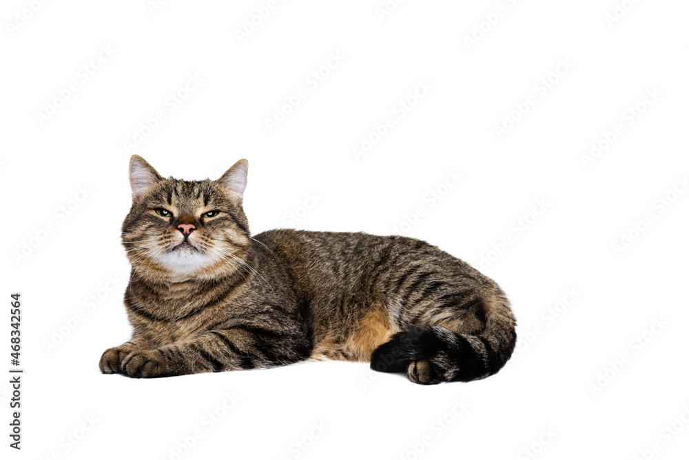 Studio shot of beautiful cute pet, purebred cat posing isolated on white background. Animal life concept