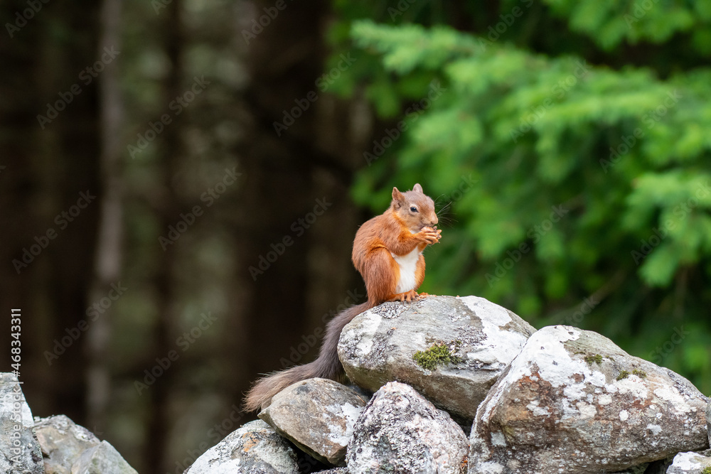 Red squirrel (Sciurus vulgaris) on a stone wall in a forest at Aigas, Scotland Red squirrel (Sciurus vulgaris) on a stone wall in a forest at Aigas, Scotland
