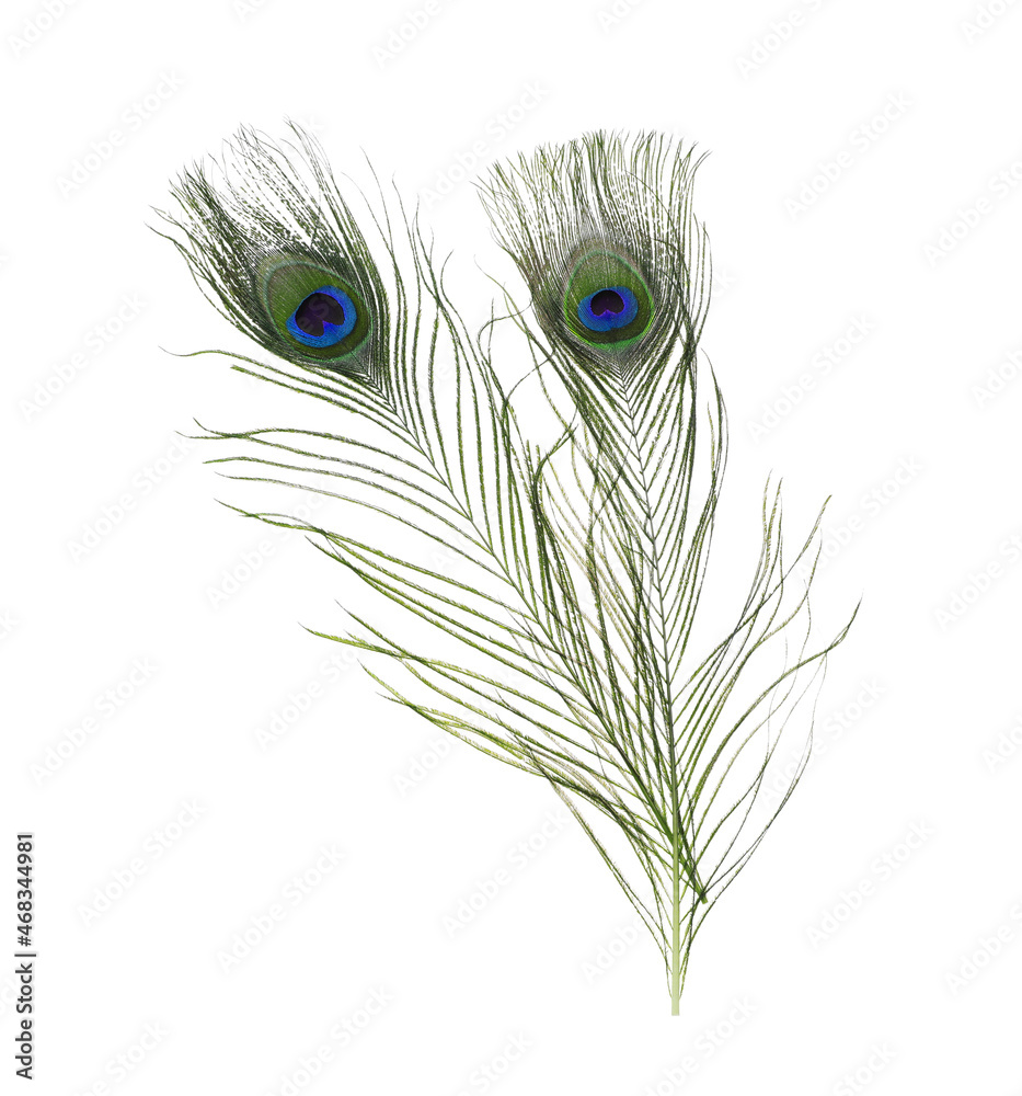 Fototapeta premium Beautiful bright peacock feathers on white background