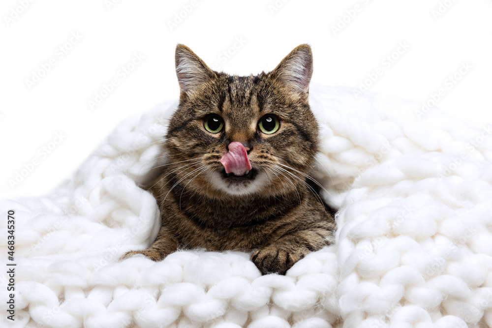 Obraz premium Studio shot of beautiful cute pet, purebred cat sitting in warm knitted plaid isolated on white background. Animal life concept