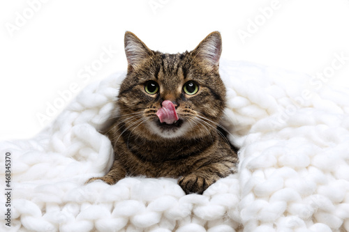 Studio shot of beautiful cute pet, purebred cat sitting in warm knitted plaid isolated on white background. Animal life concept © master1305