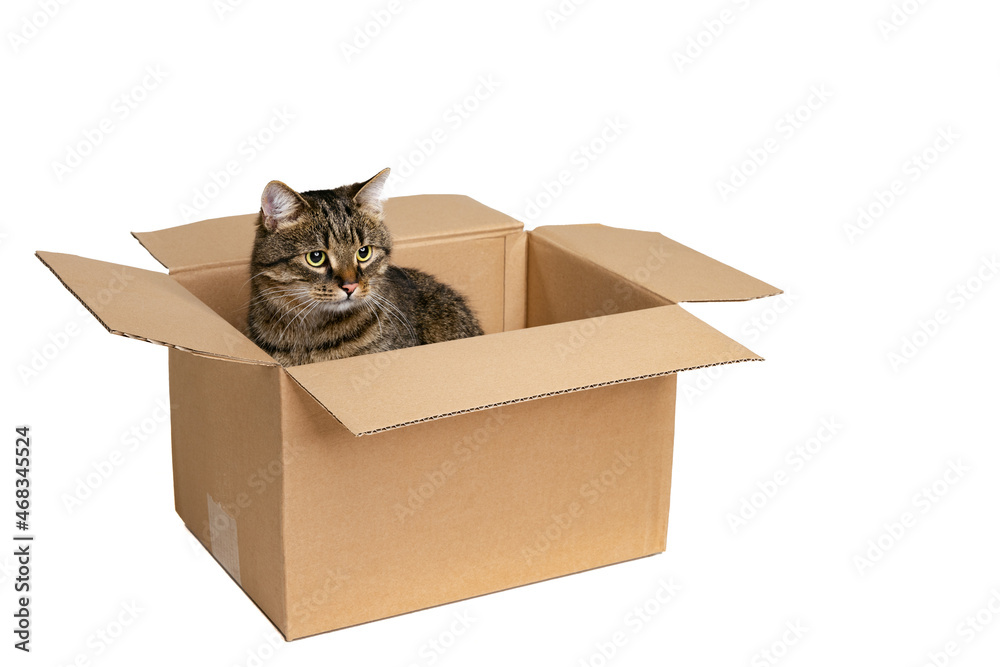 One gorgeous grey-brown purebred cat sitting in carton box isolated on white studio background. Animal life concept