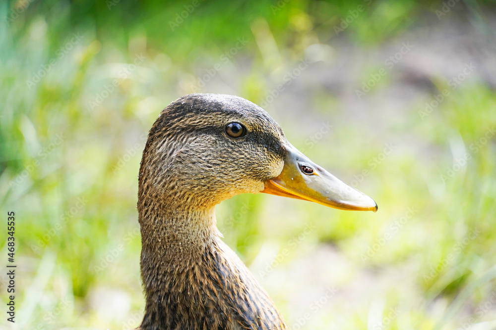 Portrait of an ordinary duck in a natural environment Portrait of an ordinary duck in a natural environment
