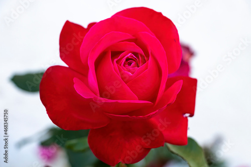 Red rose.. The Rosa genus is made up of a well-known group of generally thorny and flowery shrubs  the main representatives of the Rosaceae family.The flower and the plant is called rose.